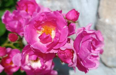 Âme de la nature - Foto 25