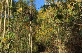 Chalé Laranja - Sítio Caldeirão - Foto 50