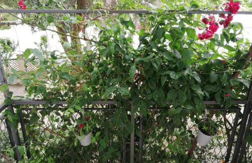 APARTMANI NOVA - Photo 34