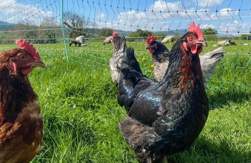 Brookfields - Photo 20