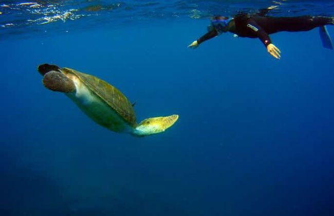 Tenerife Snorkelling & Sea Turtle Watching - Photo 6