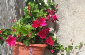 Apartments Suzana - Foto 41