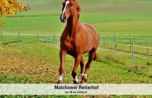 Wohlfühlparadies Max, Stuer - Strandnah am Plauer See mit Wlan und Parkplatz - Foto 43