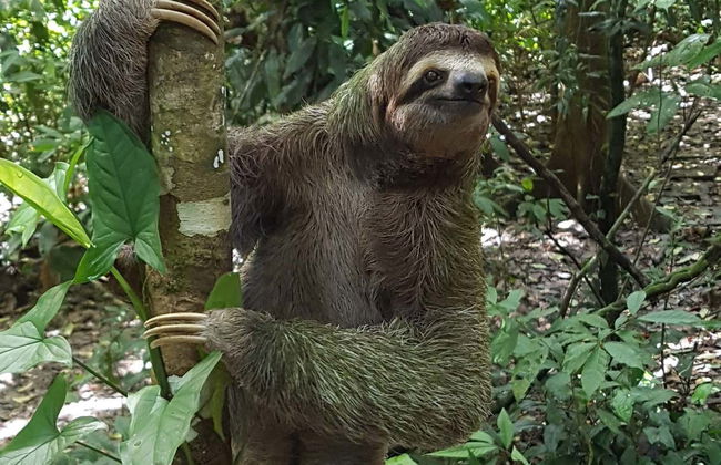 Tirolesa sobre a selva tropical - Foto 6