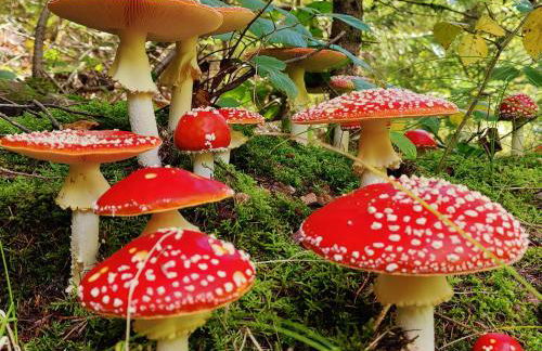 Altes Forsthaus Bodenmais - Foto 37