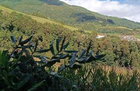 Avó da Rosa 3 - Photo 12