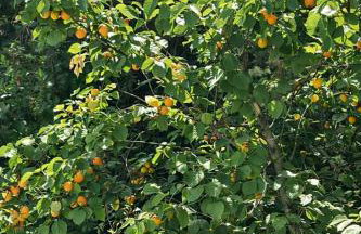 Villetta Panoramica con Giardino a Riccione - Foto 26