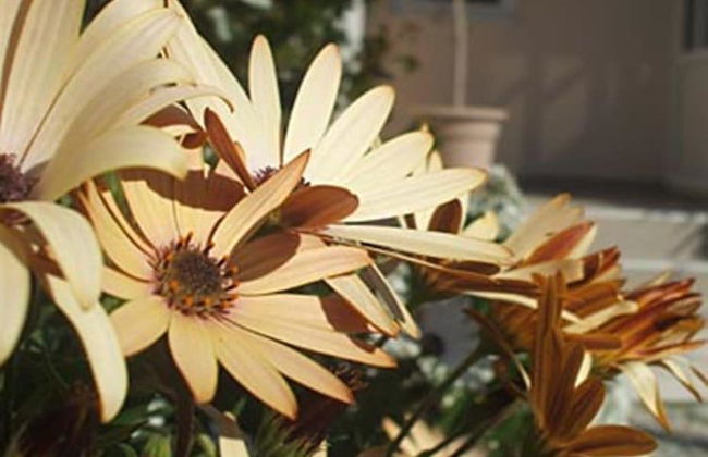 Apartments Pera - Photo 61