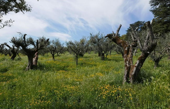 Villa Cavalletti - Foto 65