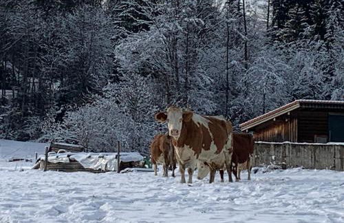 ChiemseeRefugium - Ferienwohnung Berg - Foto 20