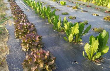 Agriturismo Il Mio Casale - Foto 15