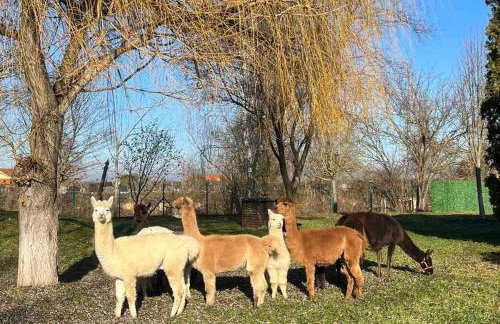 Family friendly house with a parking space Andrijasevci, Slavonija - 24939 - Foto 7