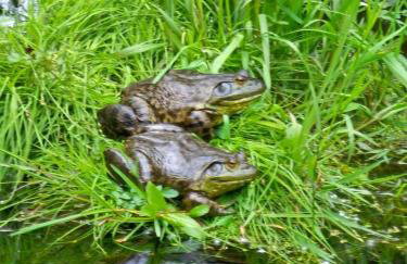 Cozy Tiny House off Mtn Loop Hwy on shared lot - Great for nerby hiking - Foto 35