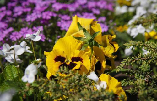 Apartamenty Osowa nad jeziorem Okmin - Foto 63