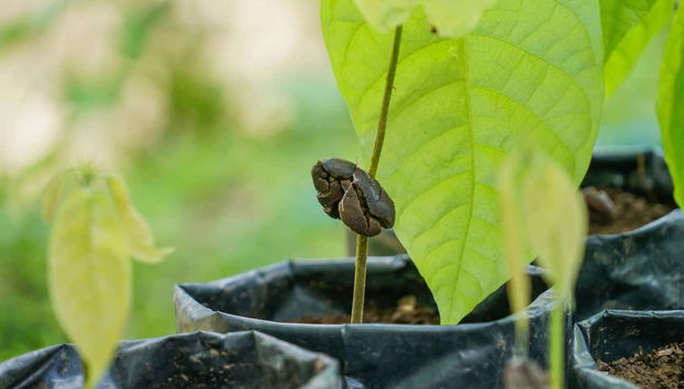 Costa Rican Coffee & Chocolate Tour - Foto 4