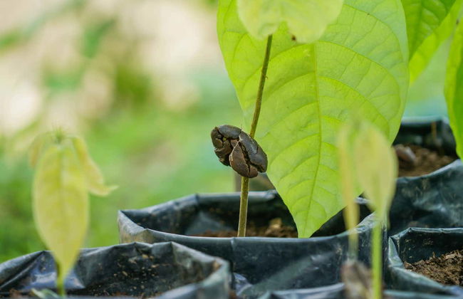 Costa Rican Coffee & Chocolate Tour - Foto 4