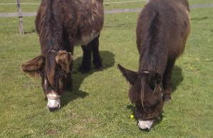 Grimmershof - Foto 7