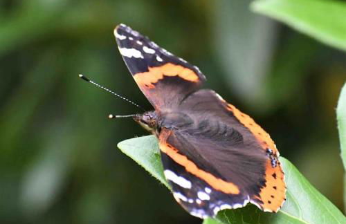 Sunset View one bedroom luxury cottage in an idyllic setting - Foto 64