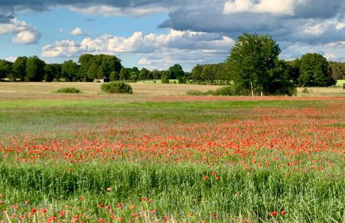 Bungalow-Jessern Ferienhaus im Grünen mit Seeblick - Foto 56