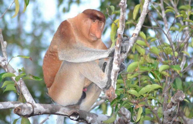 Houseboat Bee Kelotok - Foto 71