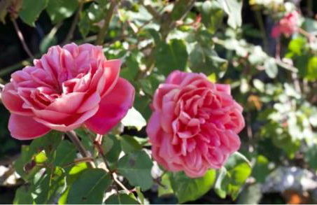 Le gîte entre val et rose - Foto 20