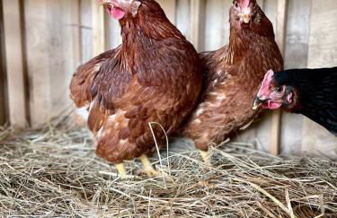 Agriturismo Sole - Foto 74