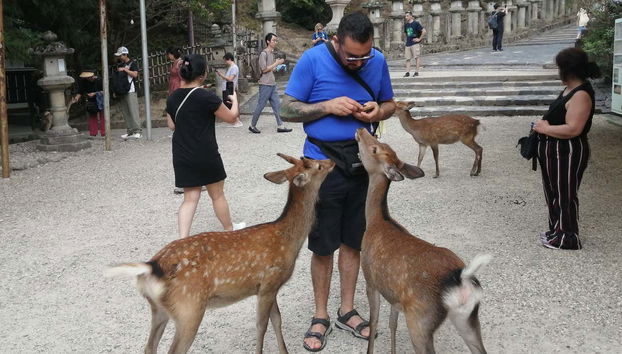Free tour por Nara - Foto 2