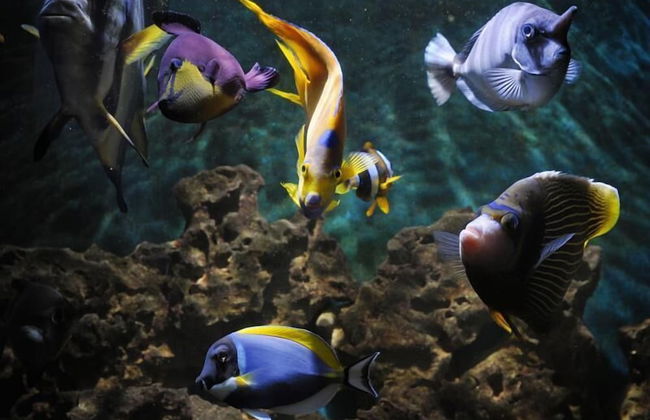 Villa Marija - Foto 32