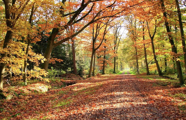 Cottage in Dwingelderveld With Scenic Views - Foto 43