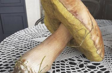 Agroturystyka Łysa Góra - Foto 61