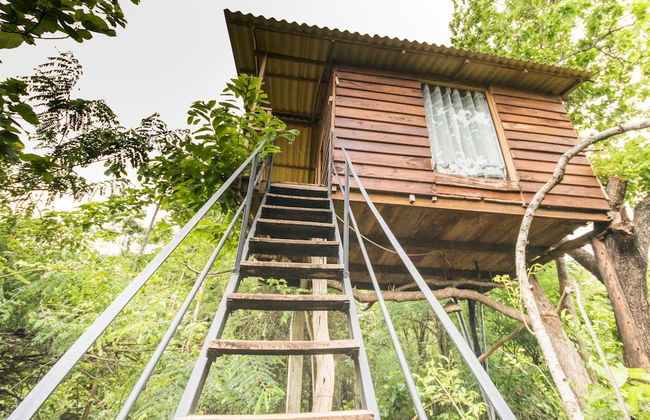 Thick forest sigiriya - Photo 6