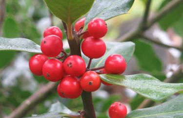 Casa da Cerejinha - Foto 31