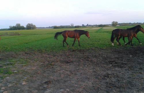 Luxuswohnung, 90 qm, Balkon, beste Lage in Kollmar - Foto 33
