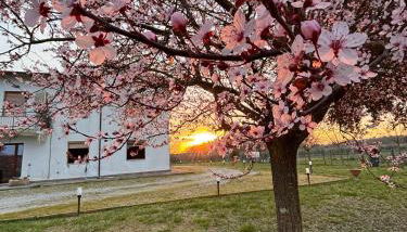 Alloggio Turistico Trasimeno II Castiglione Del Lago - Foto 3, Garden, Garden view