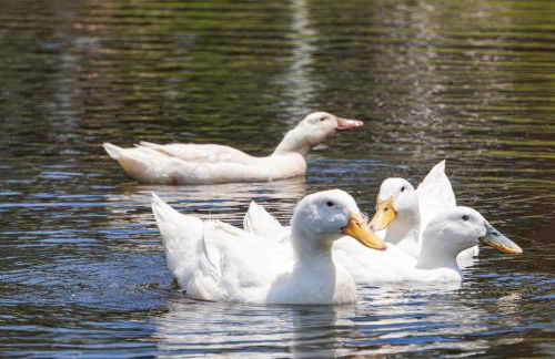 Close to Slopes Lakeside Cottage in Pocono Mtns - Foto 27