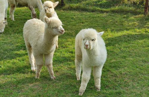 Dartmoor Reach Alpaca Farm - Foto 122