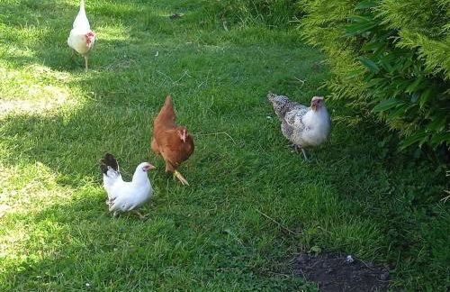 Les Jardins des 3 Provinces- Gîte - Foto 26