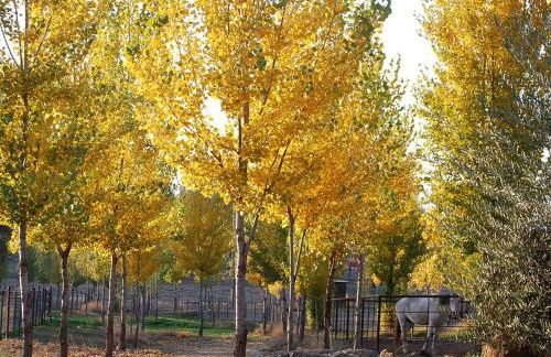 Quiet Cottage Rental for Two in Horse Country near Yosemite National Park Gateway, California - Foto 27