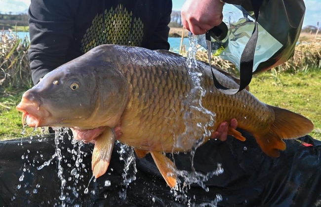 Beech Pod Cabin in Beautiful Surroundings Wrexham - Photo 13
