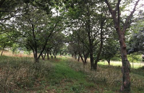 O SOUTO DE TELLA, COSTA DA MORTE - Foto 7