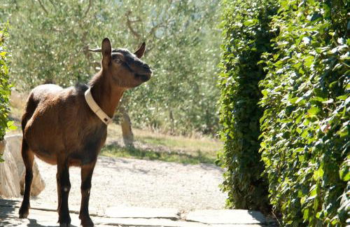 Tenuta di Forte Sorgnano - Foto 29