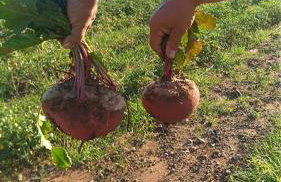 Masseria Murrieri Vecchio, Salento - Foto 52