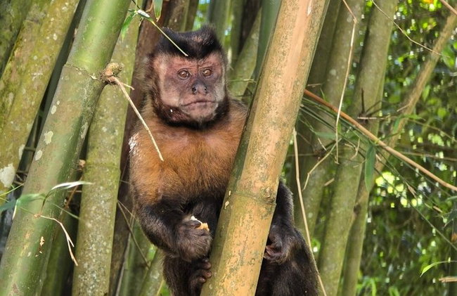 Visita guiada al bosque de Tijuca para grupos pequeños - Foto 41