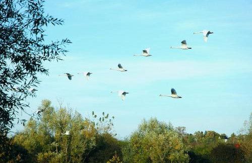 Zagreb, Kuća za odmor Swan River Holiday House - Foto 57
