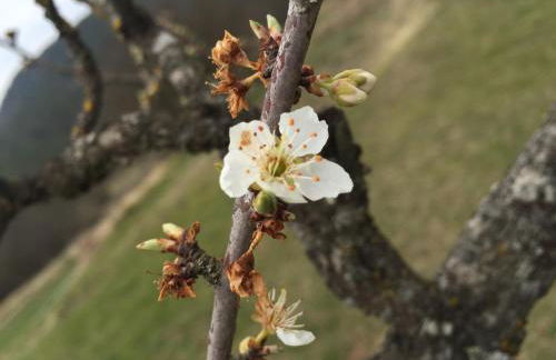 Mas Pinoses - Foto 40