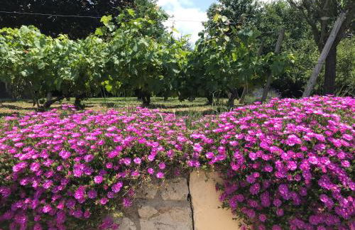 Borie Grande - Foto 44