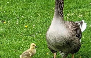 Blackbrook Lodge Cabin - Foto 19