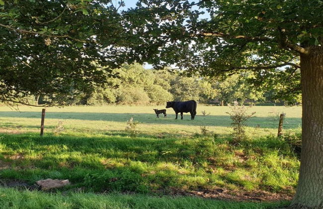 Villa in Nijmegen With VIP Amenities - Foto 35