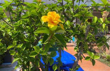 Hibiscus Apartment-casa per le vacanze vicino tropea - Foto 26