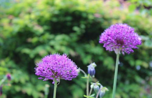 Ferienwohnung Lüntjenüst - Foto 6